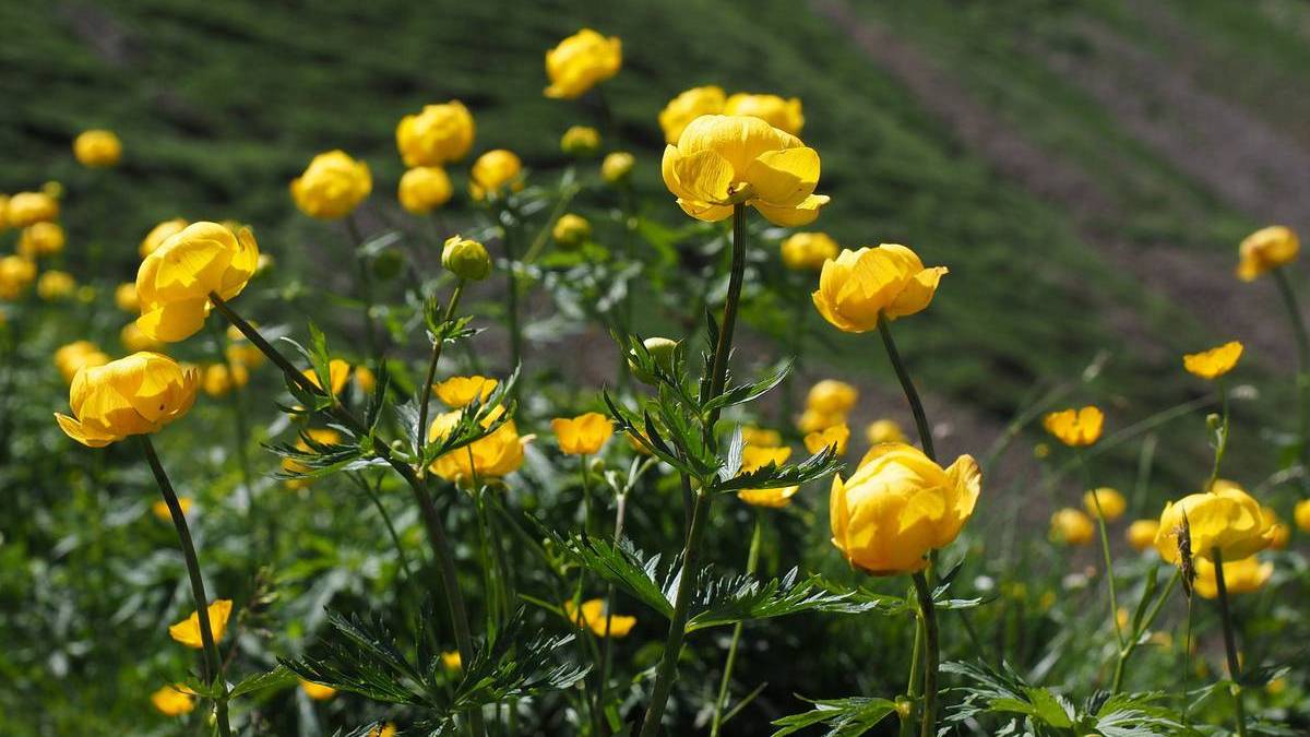Желтые цветы: названия, описание. Желтые садовые и полевые цветы